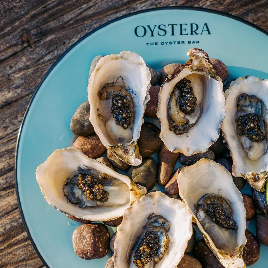 Oystera 1