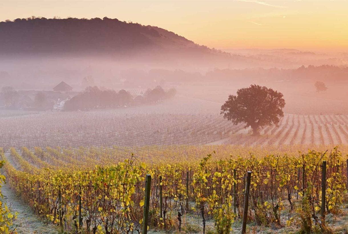 Denbies Wine Estate Limited 1