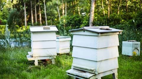 Bee Keeping