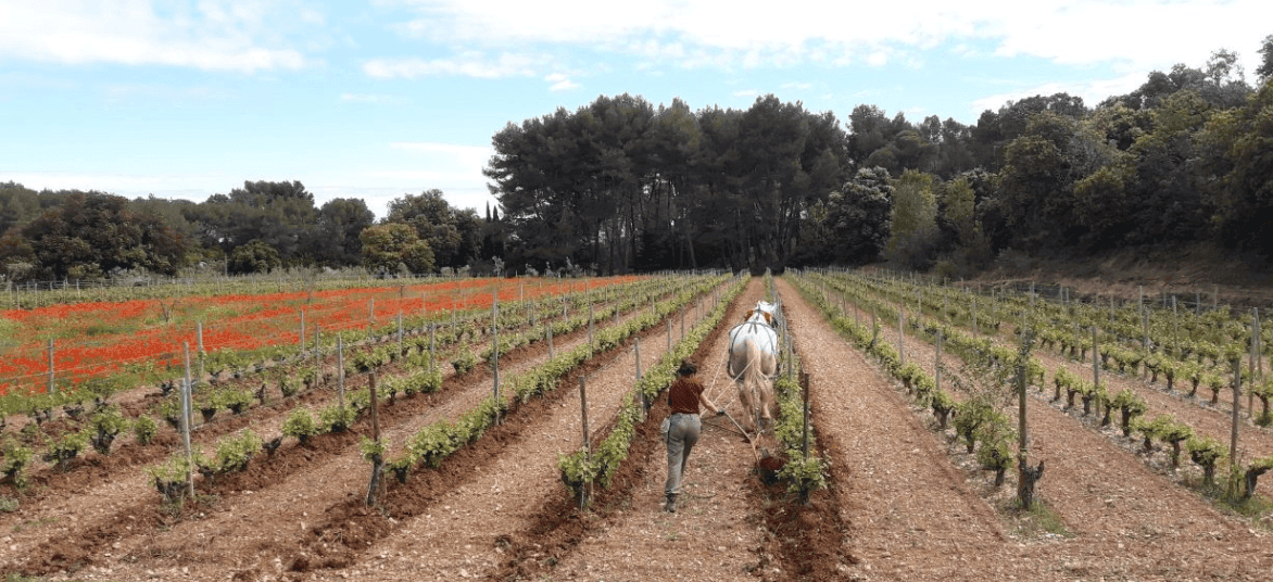 La Ferme Viticole 1