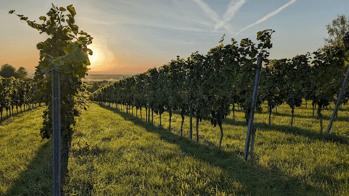 Weingut Clauer
