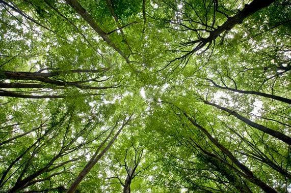 ECO FOREST
