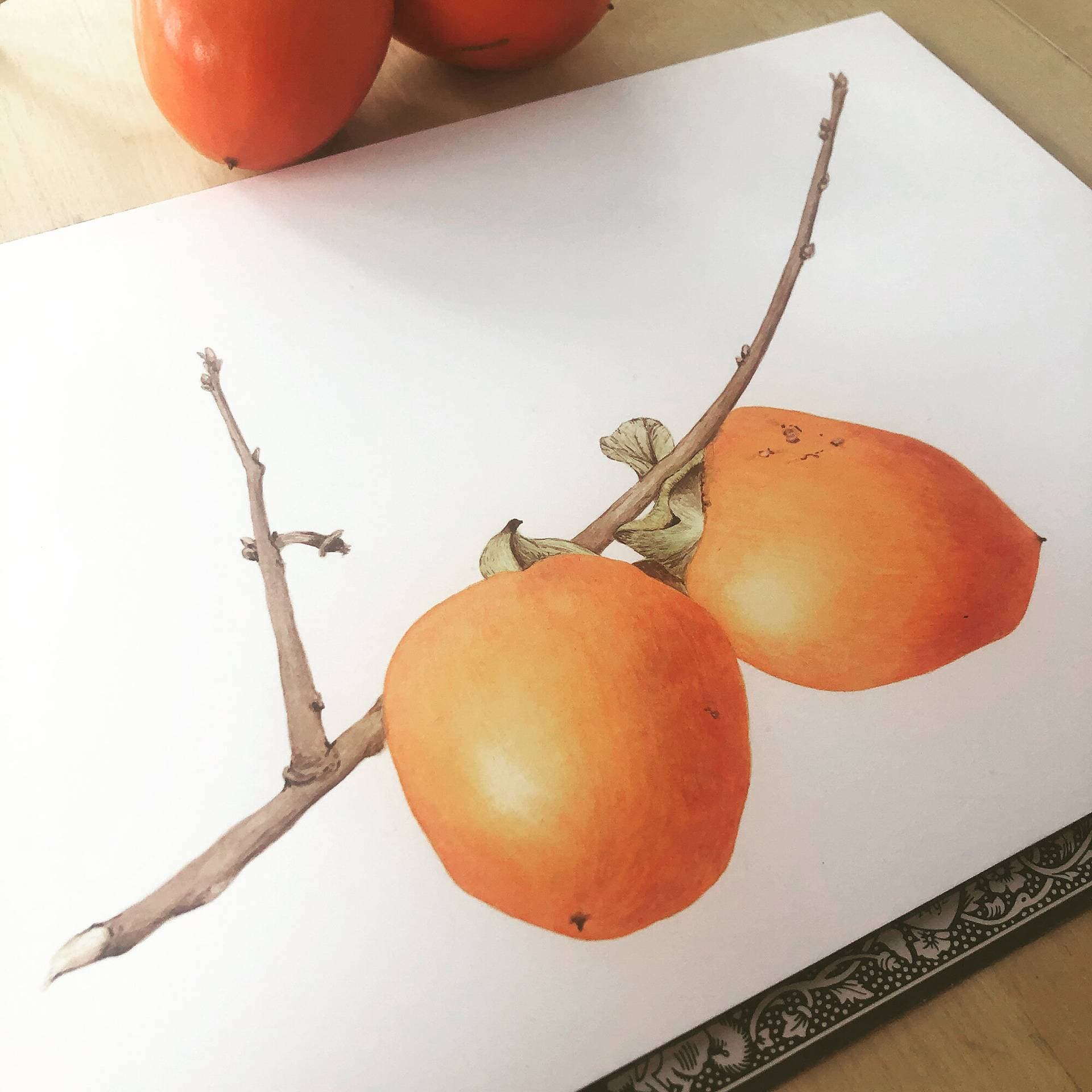 Sophie Tivona Illustration 1