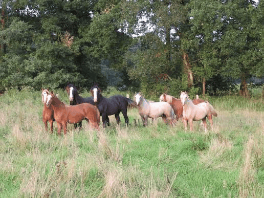 Groot Leven Hoeve Wetermans 10