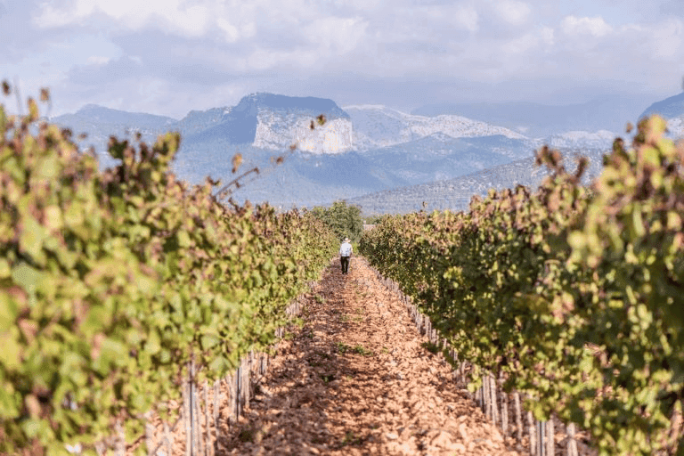 Celler Tianna Negre 1