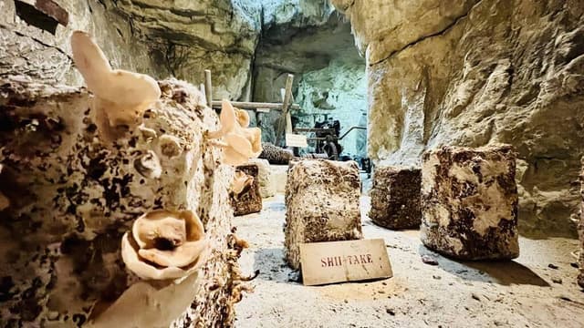 Visite guidée de la cave de champignon